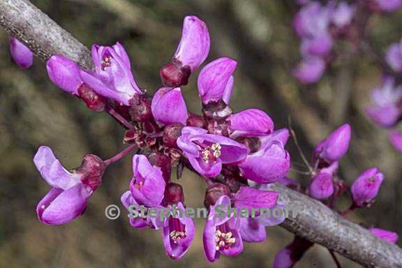 cercis occidentalis 7 graphic